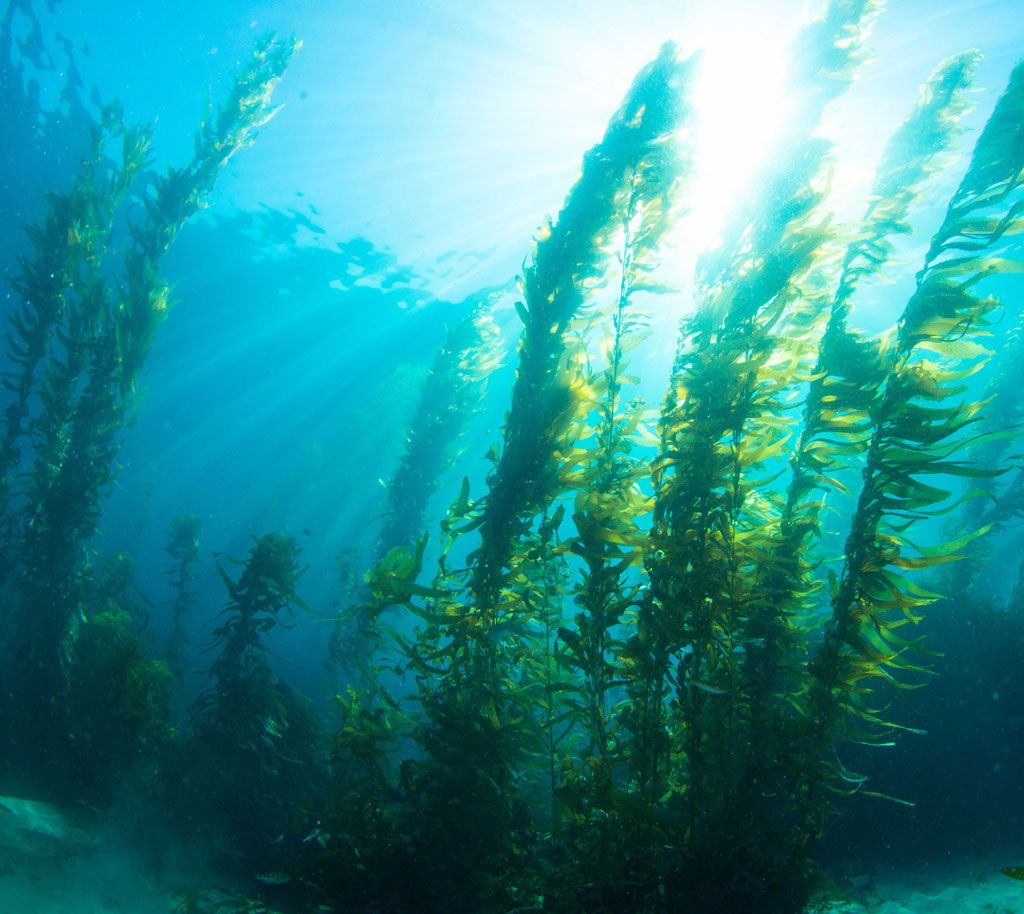 Dosaggio alghe Kelp per dimagrire