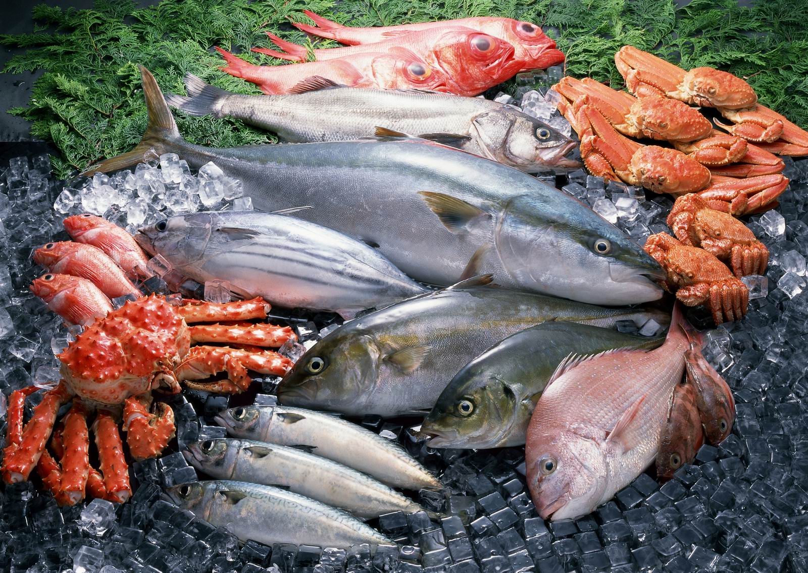 Tempo Di Conservazione Pesce Fresco In Frigorifero