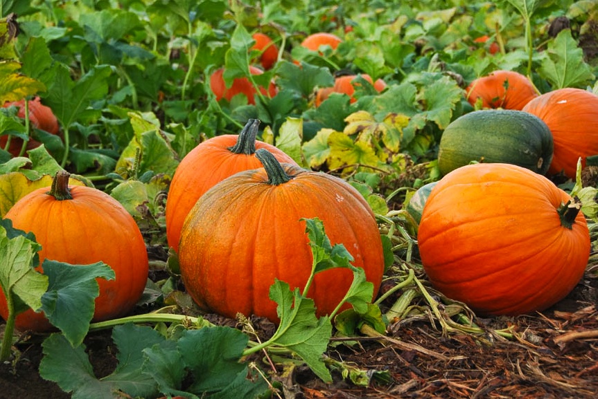 3 modi di cucinare la zucca