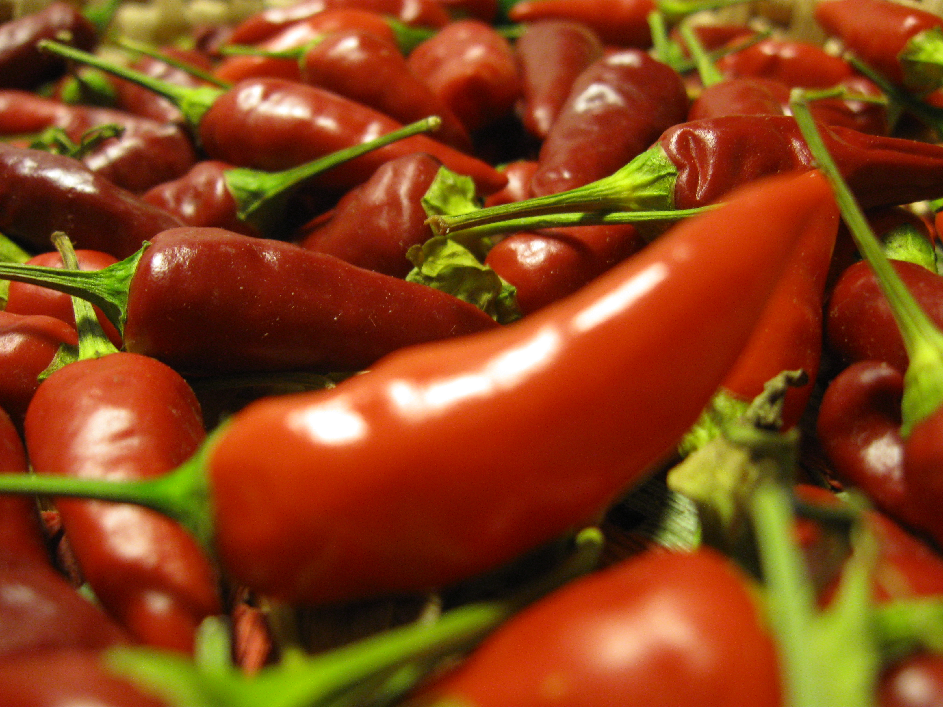 Capsicum peperoncino 1