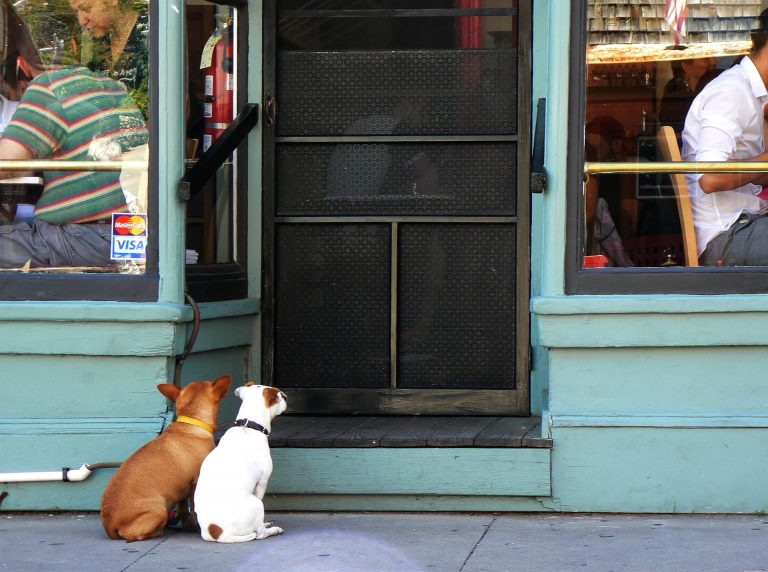 ristoranti per cani