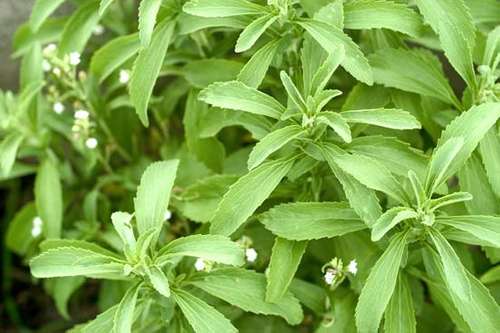 stevia1