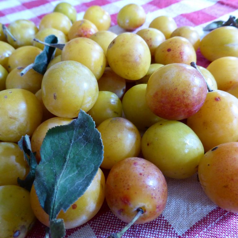 Crostata di prugne gialle fresche