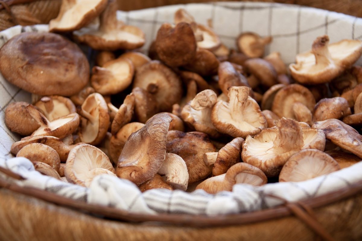 funghi per tagliatelle