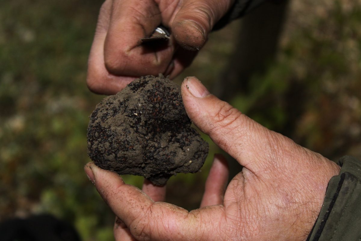 tartufo italiano