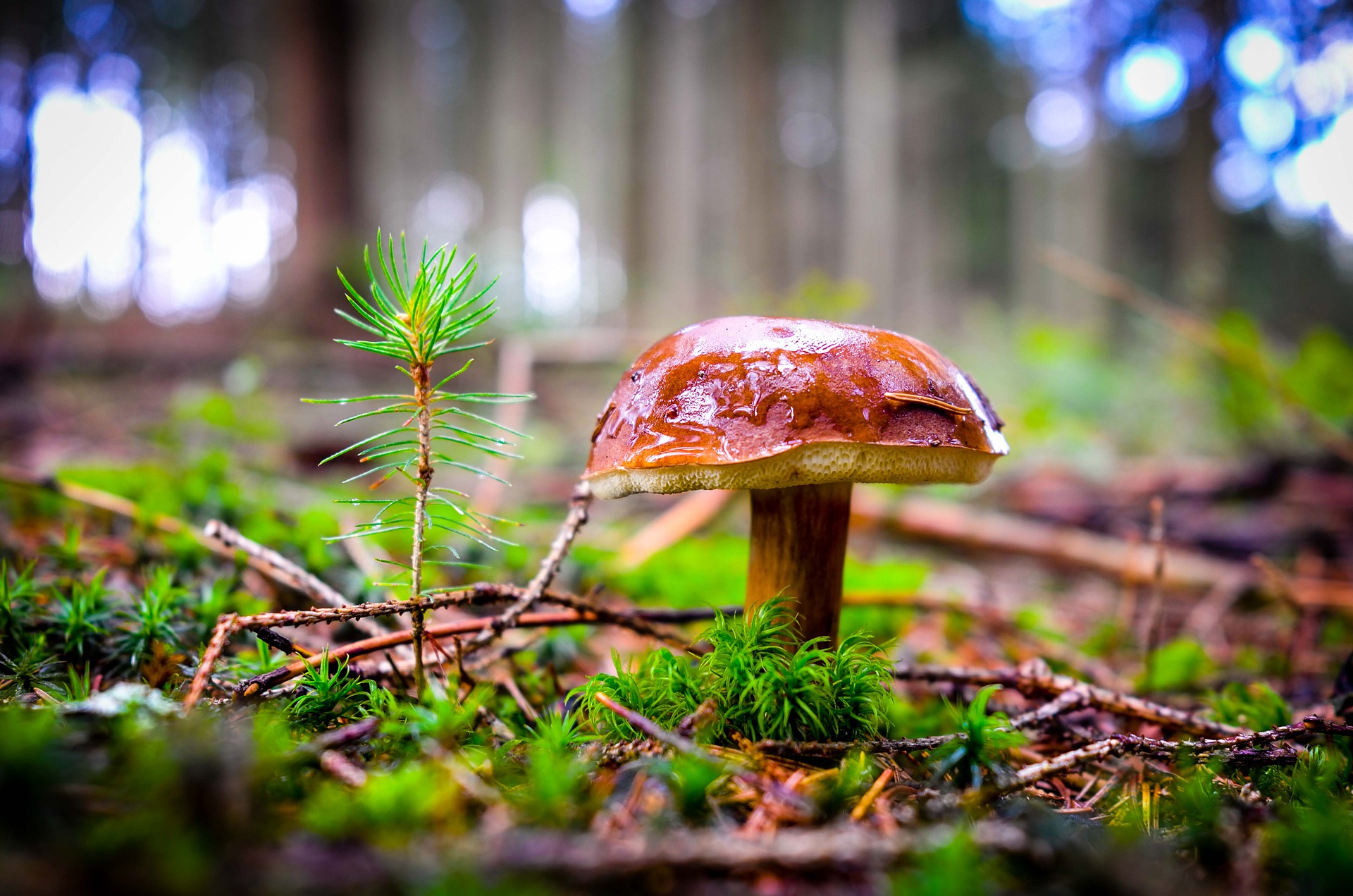 come scegliere i funghi porcini appena raccolti