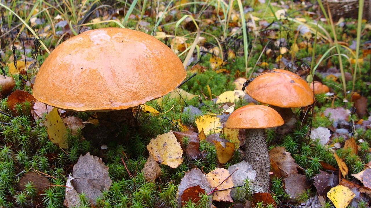 funghi porcini