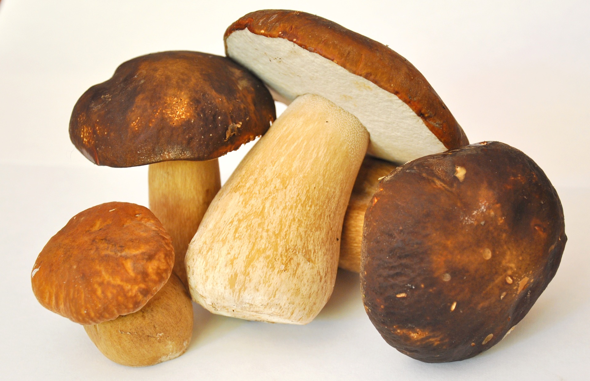 come scegliere i funghi porcini appena raccolti