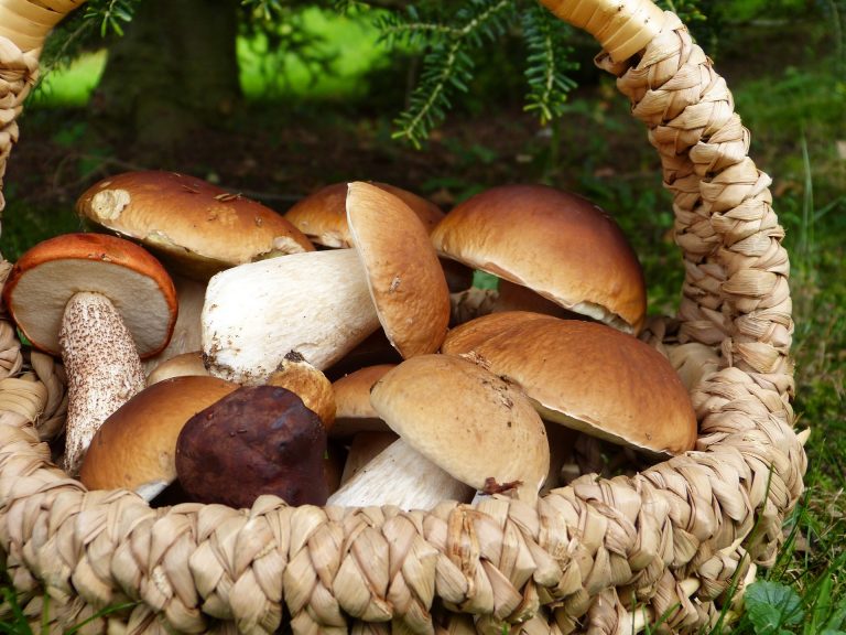 mushrooms 3686917 1920