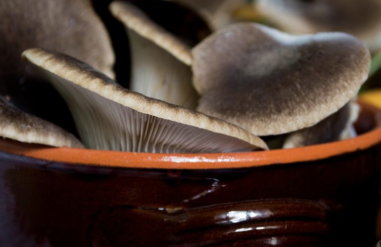 ricette con funghi cardoncelli e pesce