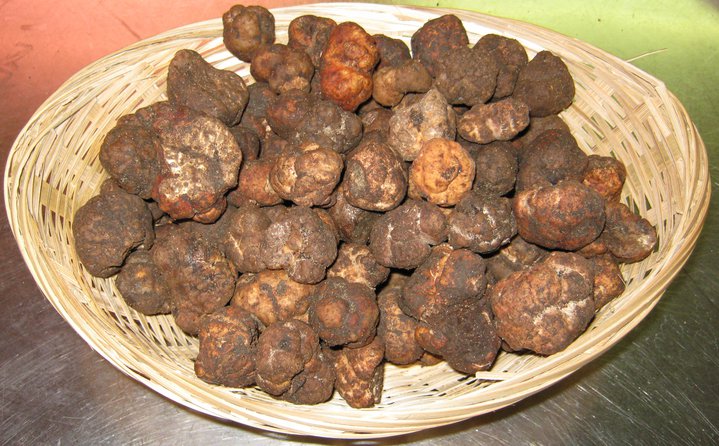 tartufo bianchetto