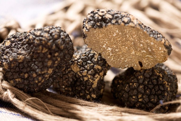 tartufo nero o bianco qual è migliore