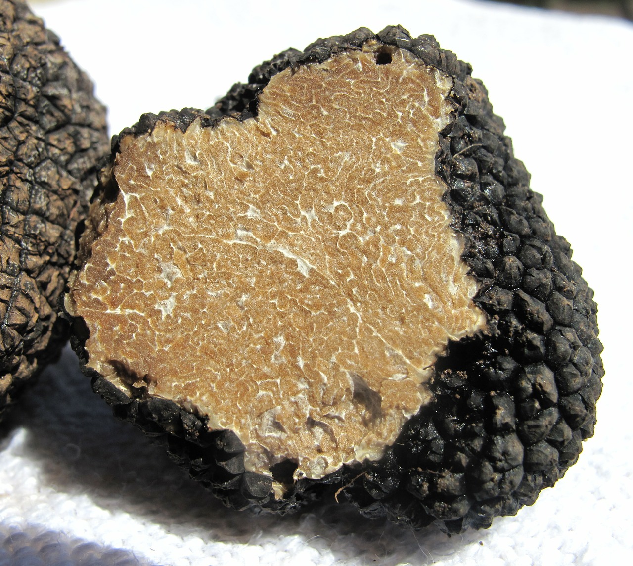 tartufo scorzone