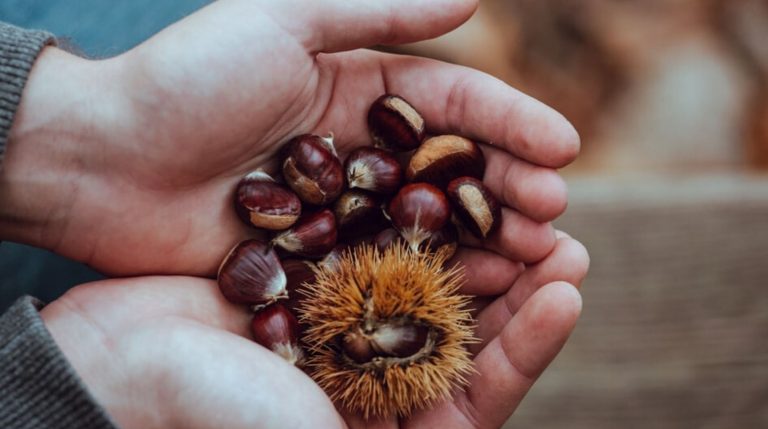 castagne al liquore di strega