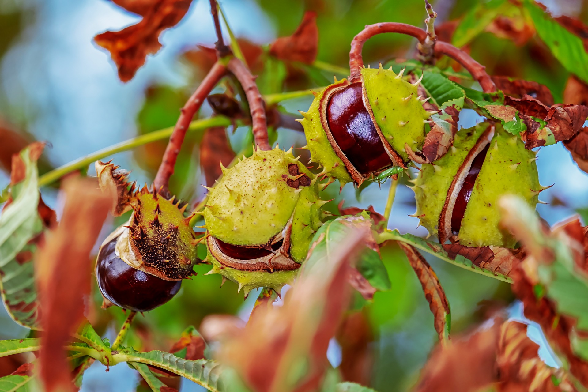 Castagne matte si possono mangiare