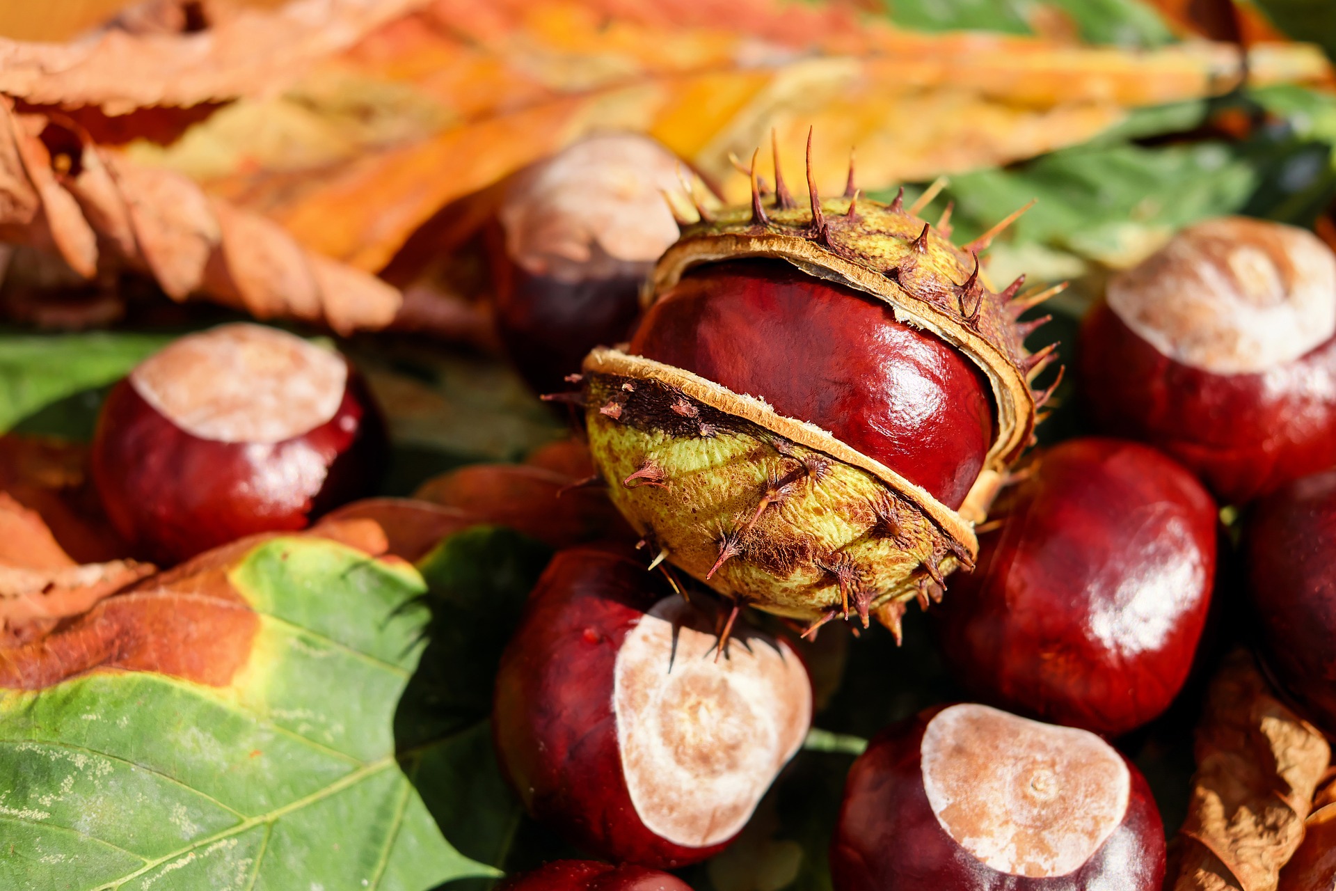 Castagne matte si possono mangiare