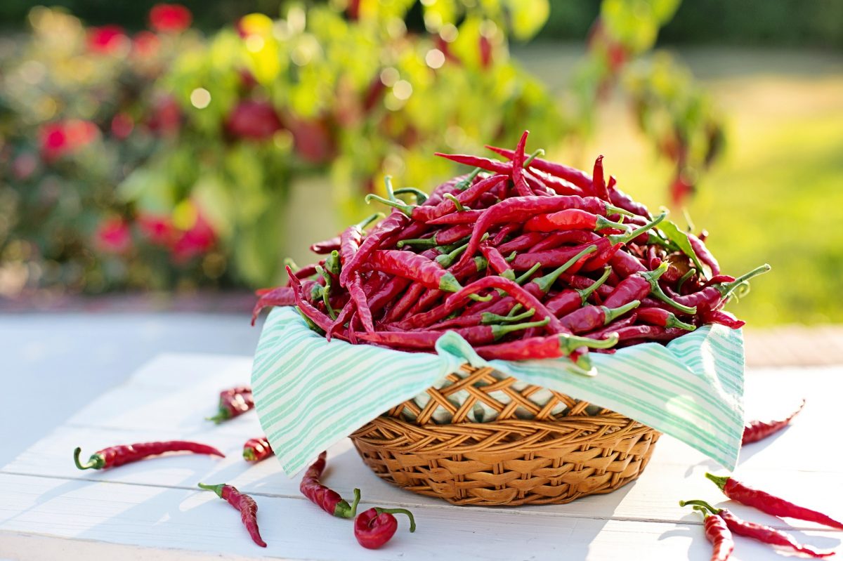 Peperoncino piccante calabrese sott'olio