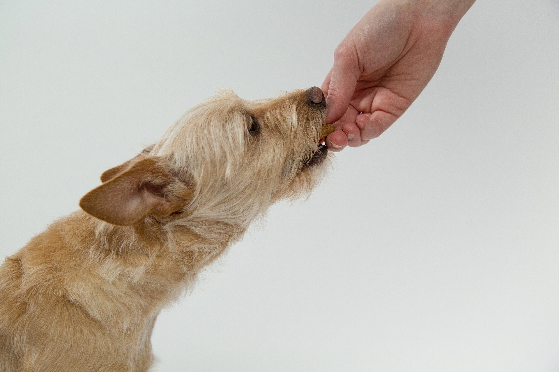 Cibo a domicilio per cani