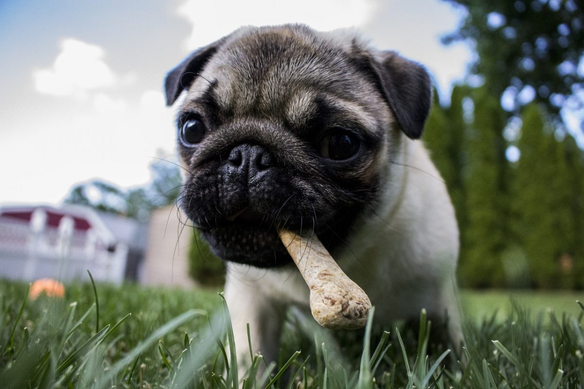 cibo per cani