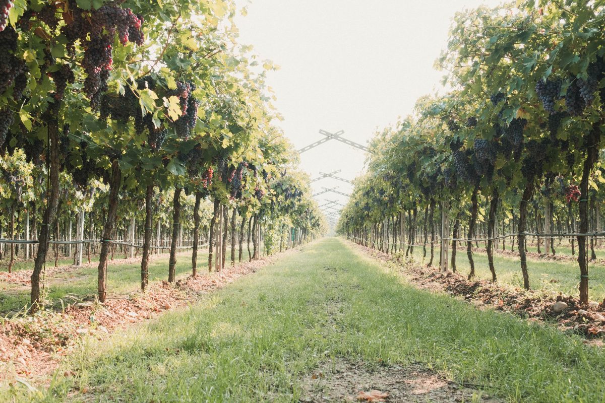 vino amarone