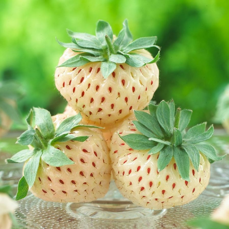 fragola bianca pineberry