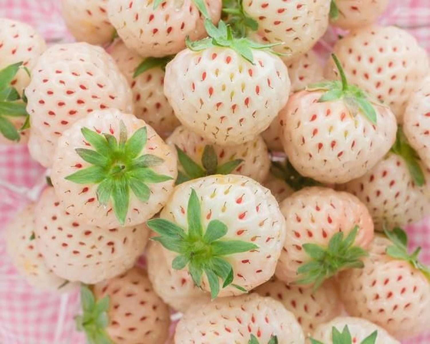 fragola bianca pineberry