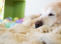 colomba pasquale per cani