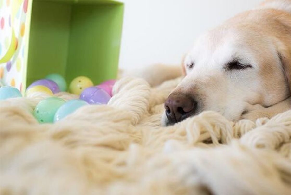 colomba pasquale per cani