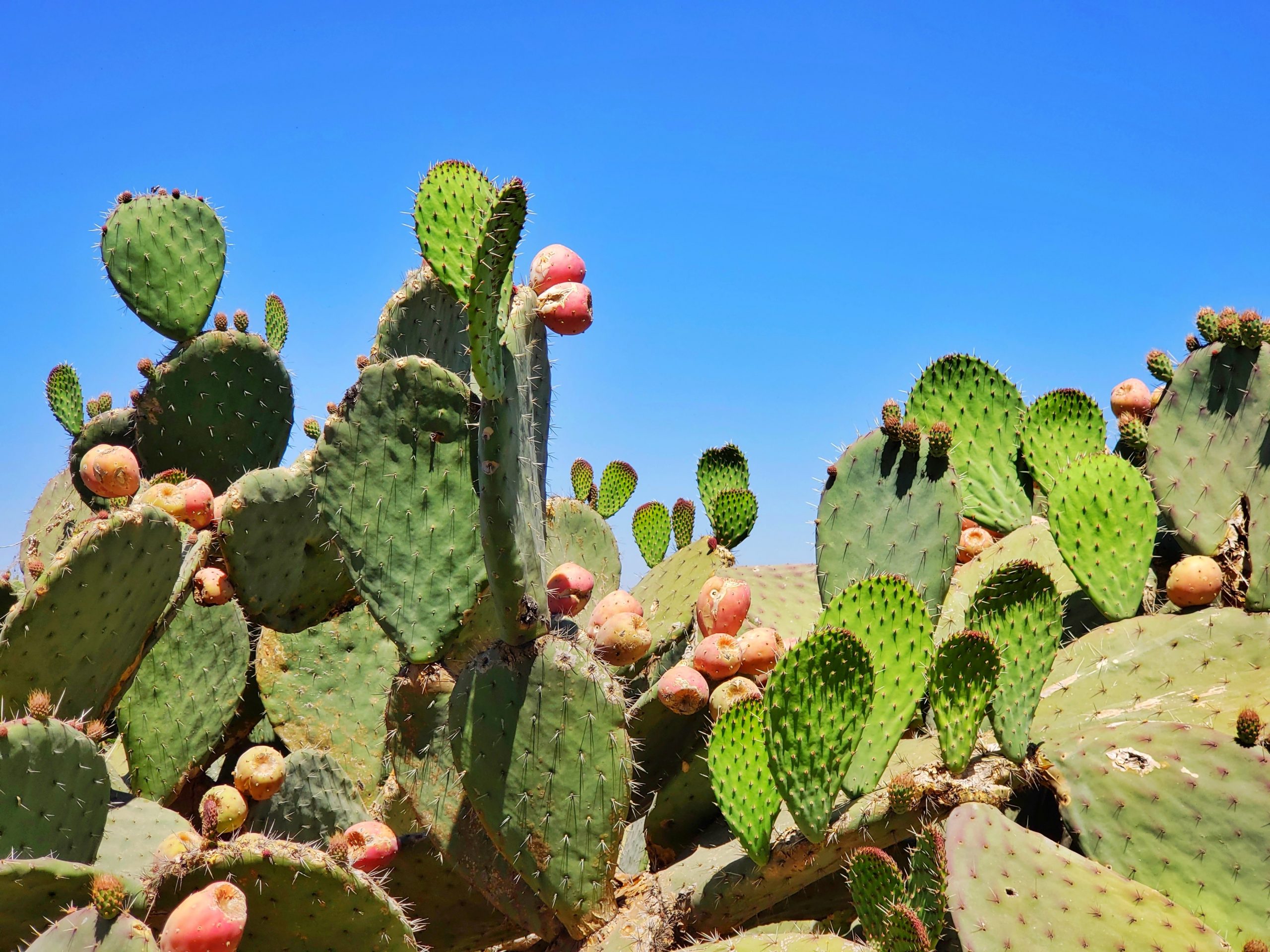 Nopal cactus da mangiare