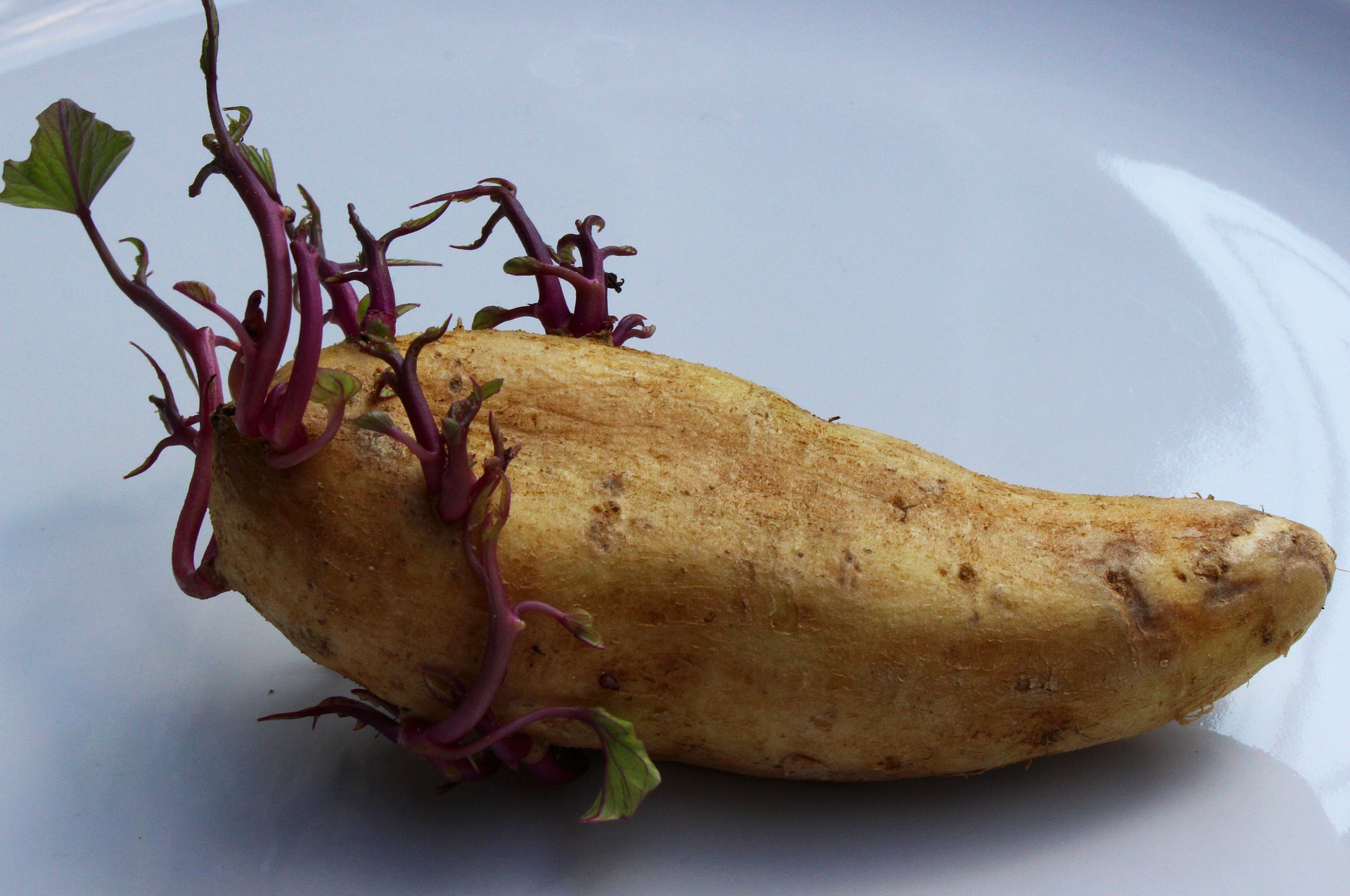 come conservare le patate senza farle germogliare