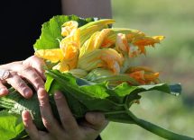 ricetta risotto ai fiori di zucca bimby