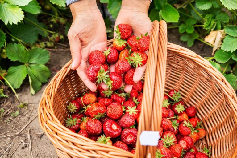 come conservare fragole appena raccolte