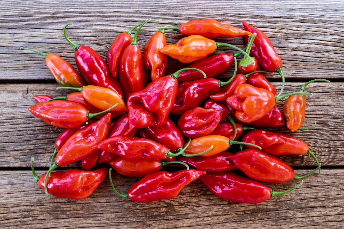 come conservare peperoncino habanero