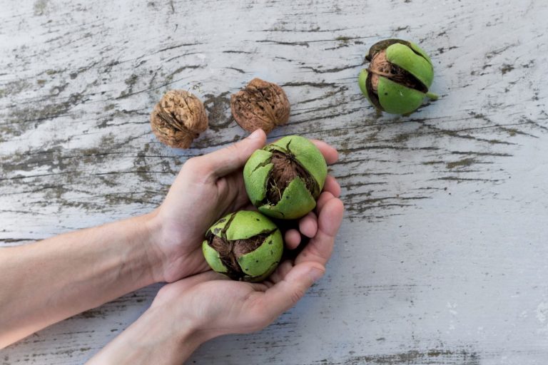 nocino fatto casa ricetta originale frati