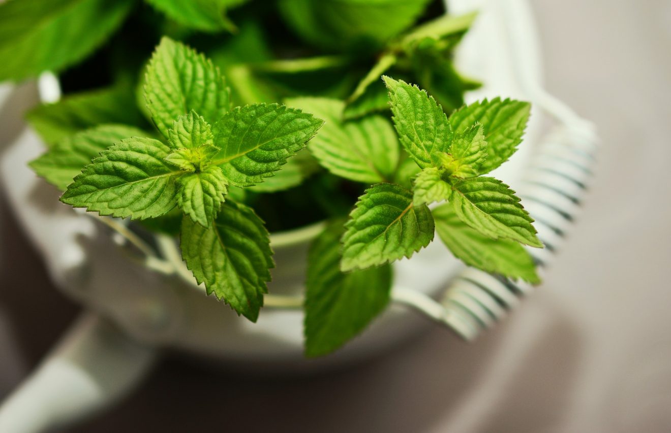 caramelle gommose menta ricetta