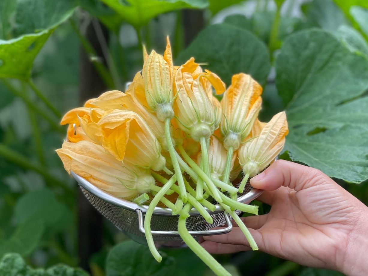 quanto durano frigo fiori zucca